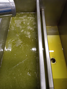Olio extravergine appena estratto nella vasca d'acciaio