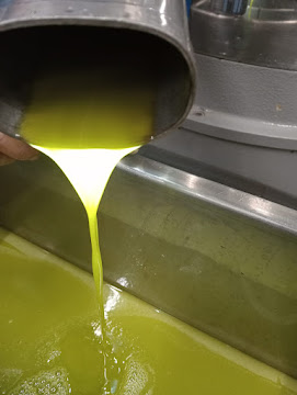 Olio appena separato che scende nella vasca di raccolta